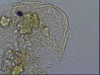 Diploechiniscus oihonnae image