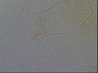 Diploechiniscus oihonnae image
