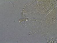 Diploechiniscus oihonnae image