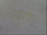 Diploechiniscus oihonnae image