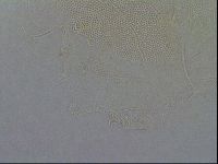 Diploechiniscus oihonnae image