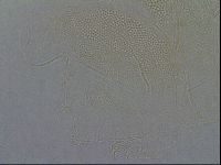Diploechiniscus oihonnae image