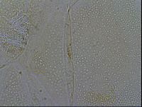 Diploechiniscus oihonnae image