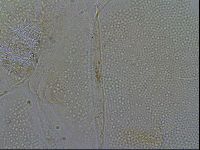 Diploechiniscus oihonnae image