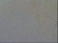 Diploechiniscus oihonnae image