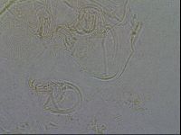 Diploechiniscus oihonnae image