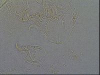 Diploechiniscus oihonnae image