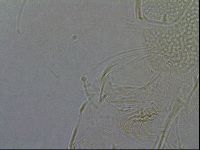 Diploechiniscus oihonnae image