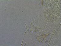Diploechiniscus oihonnae image