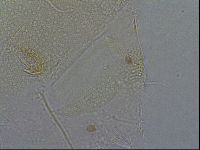Diploechiniscus oihonnae image