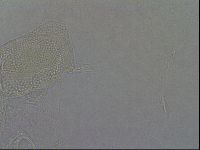 Diploechiniscus oihonnae image