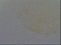 Diploechiniscus oihonnae image