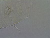 Diploechiniscus oihonnae image