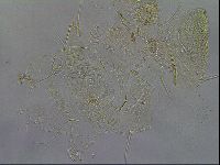 Diploechiniscus oihonnae image
