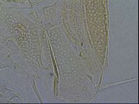Diploechiniscus oihonnae image