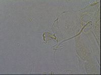 Diploechiniscus oihonnae image