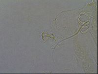 Diploechiniscus oihonnae image