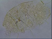 Diploechiniscus oihonnae image