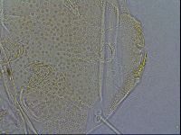 Diploechiniscus oihonnae image