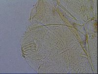 Diploechiniscus oihonnae image