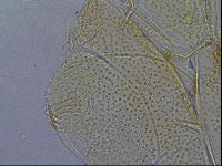Diploechiniscus oihonnae image