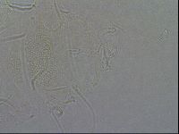 Diploechiniscus oihonnae image