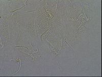 Diploechiniscus oihonnae image