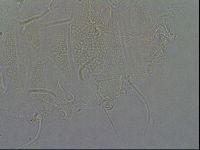 Diploechiniscus oihonnae image