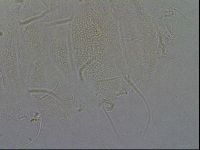 Diploechiniscus oihonnae image