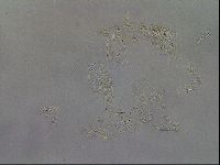 Diploechiniscus oihonnae image