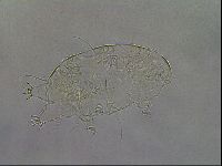 Diploechiniscus oihonnae image