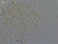 Diploechiniscus oihonnae image