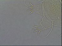 Diploechiniscus oihonnae image