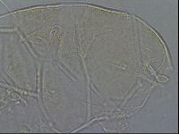 Diploechiniscus oihonnae image