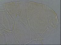 Diploechiniscus oihonnae image