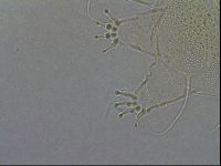 Diploechiniscus oihonnae image