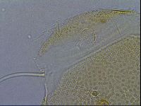 Diploechiniscus oihonnae image