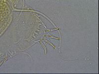 Diploechiniscus oihonnae image