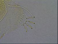 Diploechiniscus oihonnae image