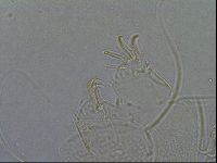 Diploechiniscus oihonnae image