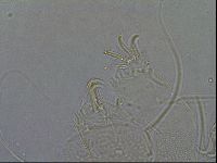 Diploechiniscus oihonnae image