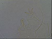 Diploechiniscus oihonnae image
