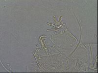 Diploechiniscus oihonnae image