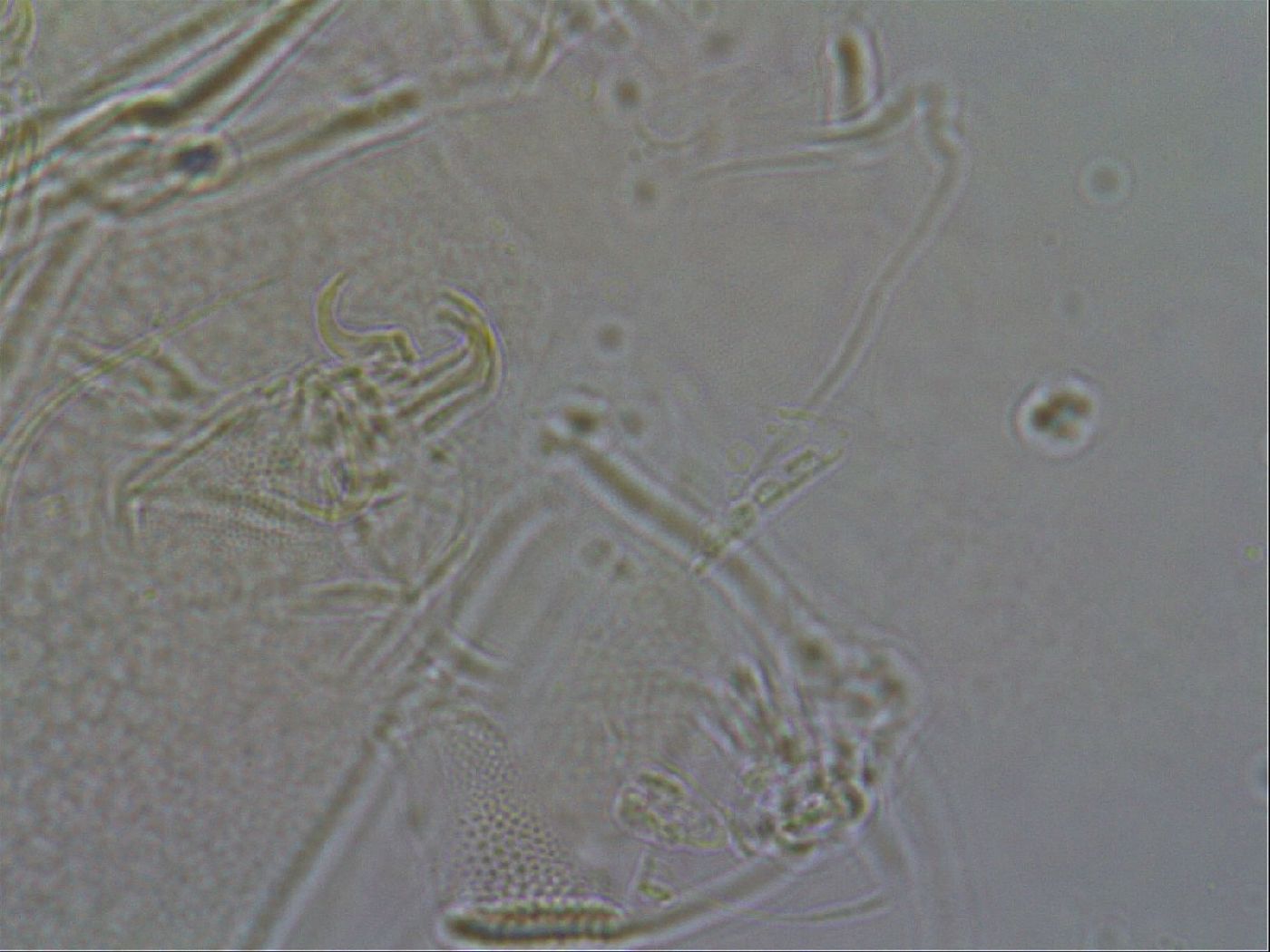 Diploechiniscus oihonnae image