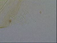 Diploechiniscus oihonnae image
