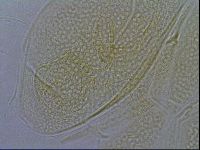 Diploechiniscus oihonnae image