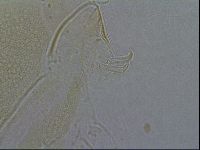 Diploechiniscus oihonnae image