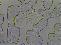 Diploechiniscus oihonnae image