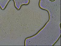 Diploechiniscus oihonnae image