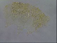 Diploechiniscus oihonnae image